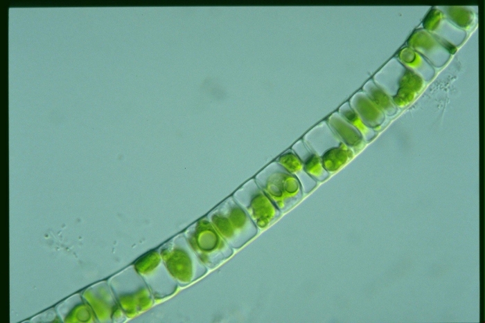 Зеленые водоросли улотрикс