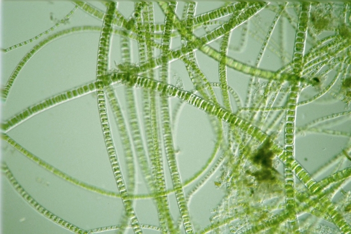 Водоросли под микроскопом