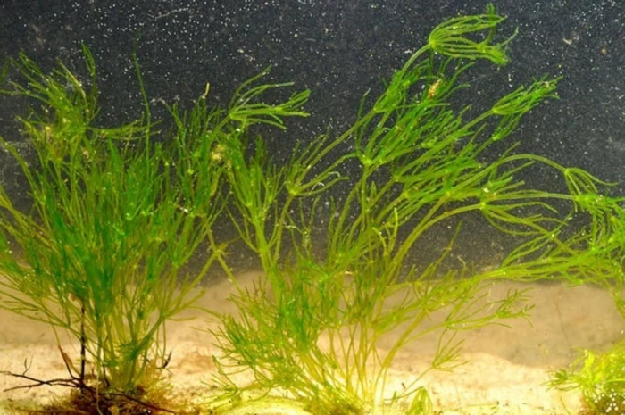 Нителла водоросль