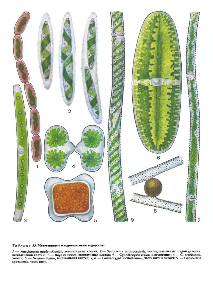 Многоклеточные зеленые водоросли улотрикс
