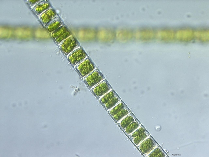 Нитчатая водоросль улотрикс