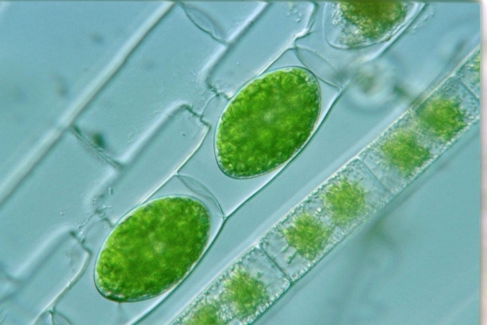 Инфузория туфелька бурсария