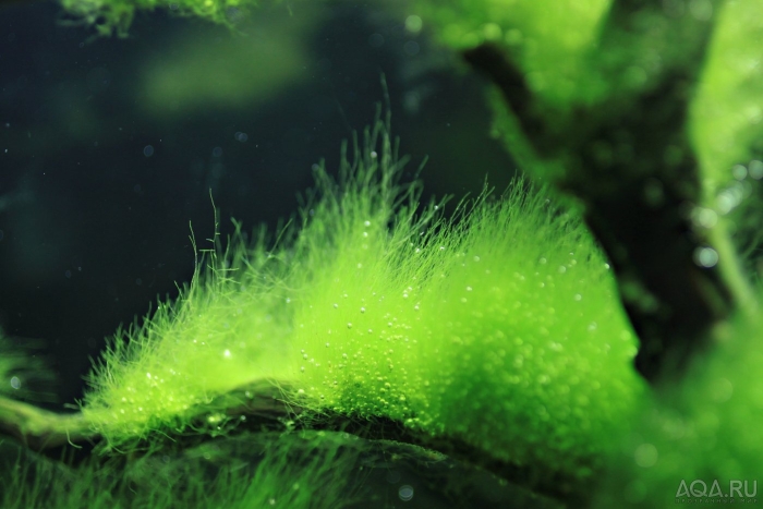 Кладофора бродячая водоросль