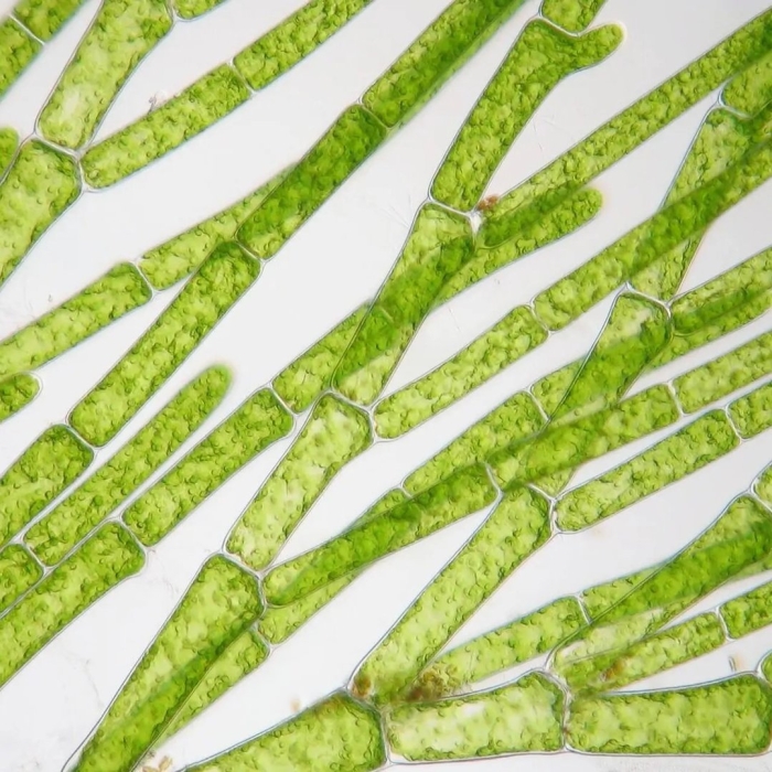 Кладофора нитчатая