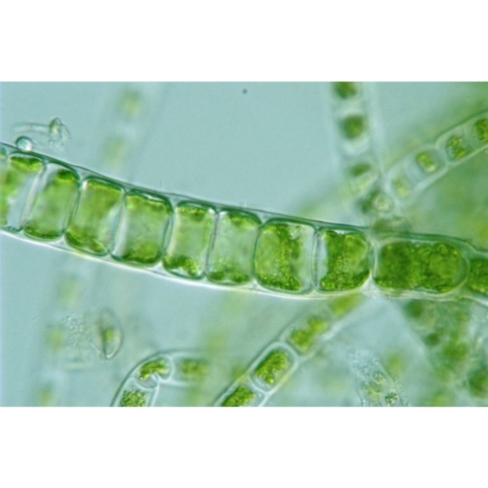 Спирогира и улотрикс