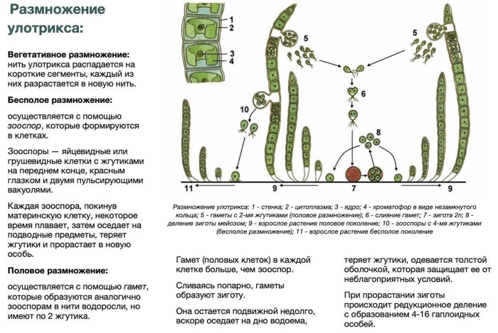 Половое размножение улотрикса