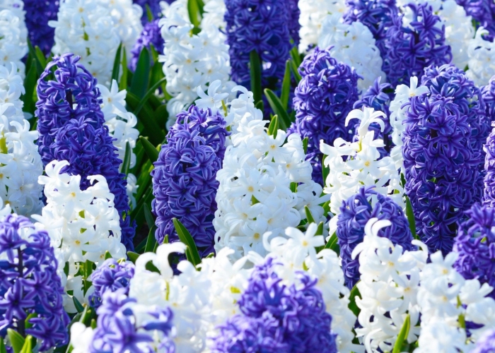 Гиацинт уайт перл