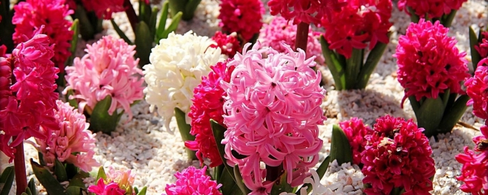 Гиацинт мультифлора микс