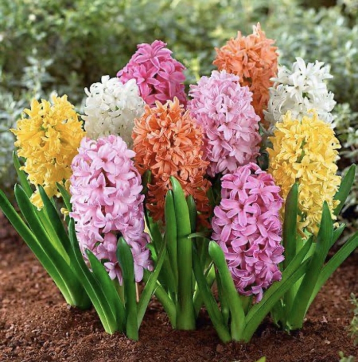 Гиацинт спринг микс