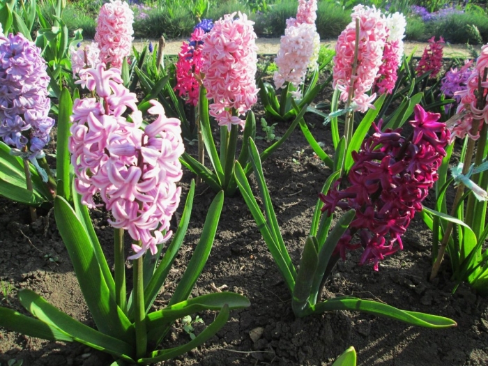 Цветочек гиацинт