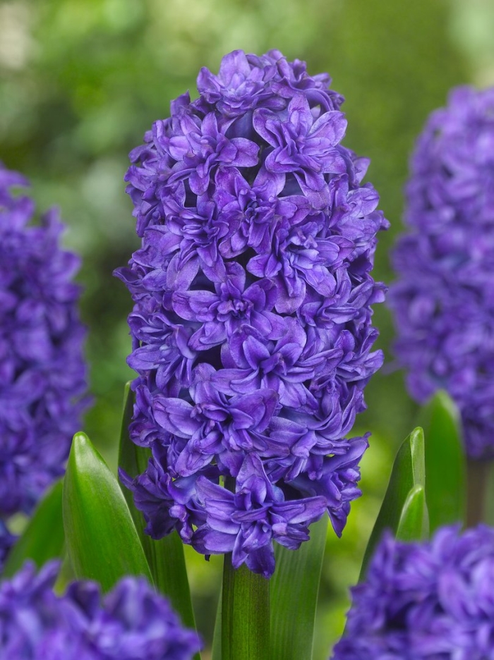 Hyacinth manhattan гиацинт манхэттен