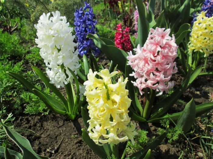 Луковичные многолетники гиацинт цветы