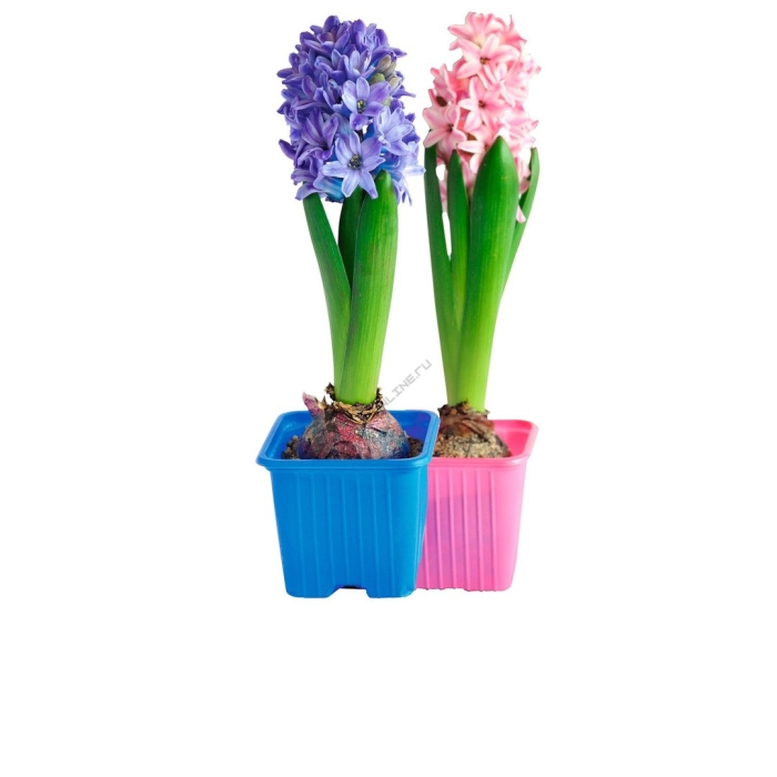 Горшечный гиацинт