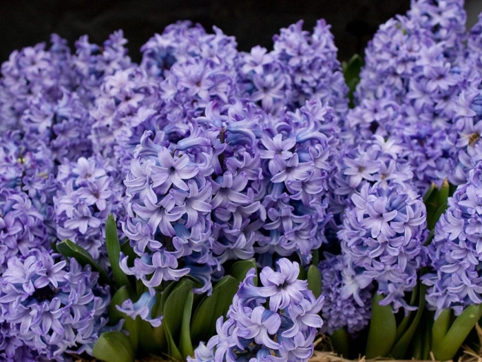 Гиацинт минос