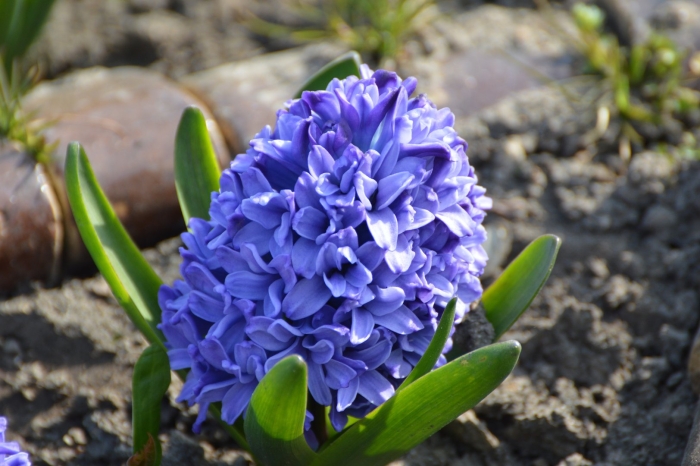 Гиацинт блю стар