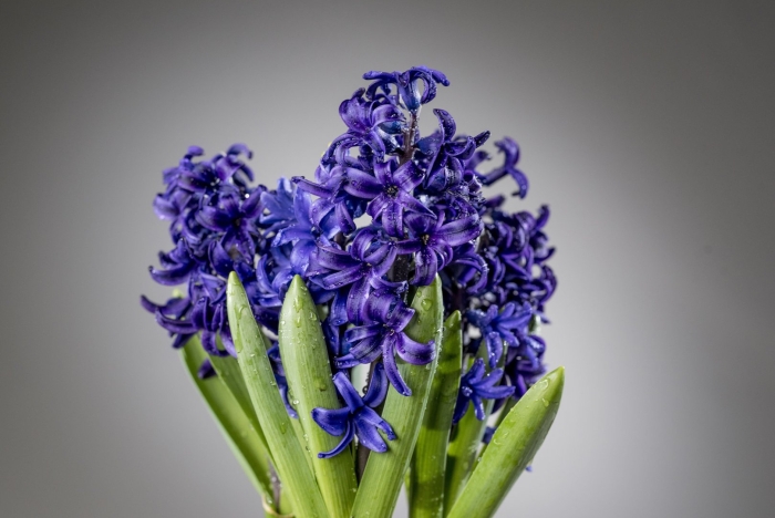 Гиацинт синий