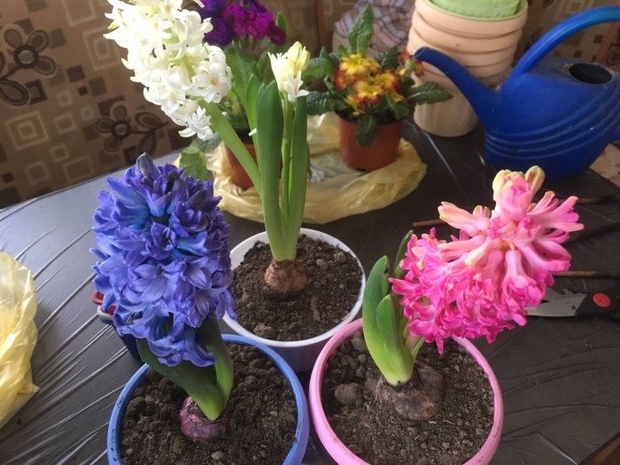 Гиацинт домашний цветок