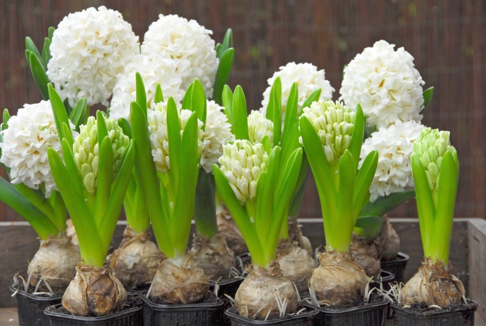 Гиацинт carnegie