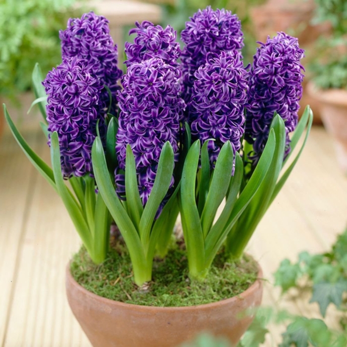 Луковичный цветок гиацинт