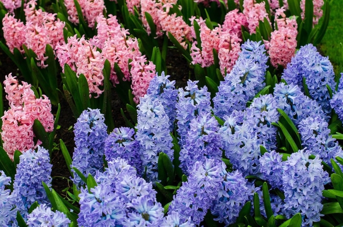 Hyacinthus orientalis гиацинт восточный