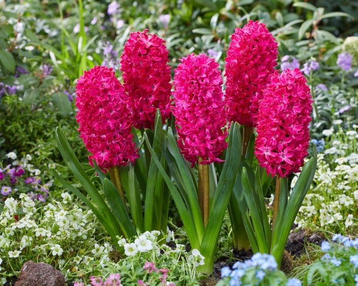 Гиацинт ред глори