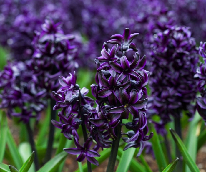 Гиацинт дарк дименшн