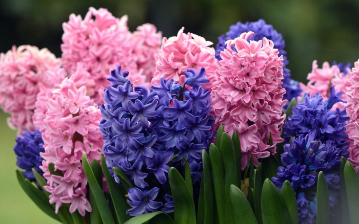 Весенние цветы луковичные гиацинт