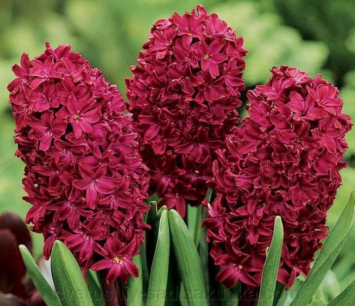 Гиацинт вудсток