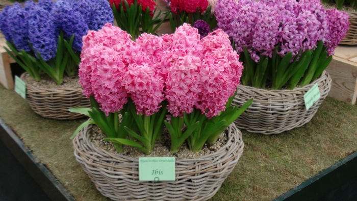 Гиацинт чайна пинк