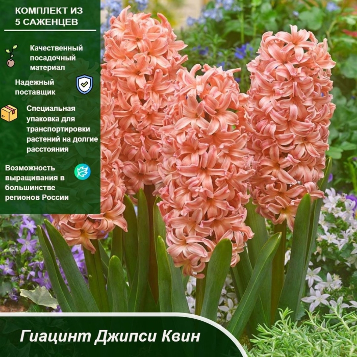 Гиацинт джипси квин