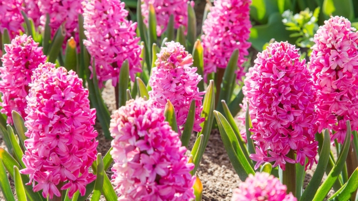 Гиацинт садовый