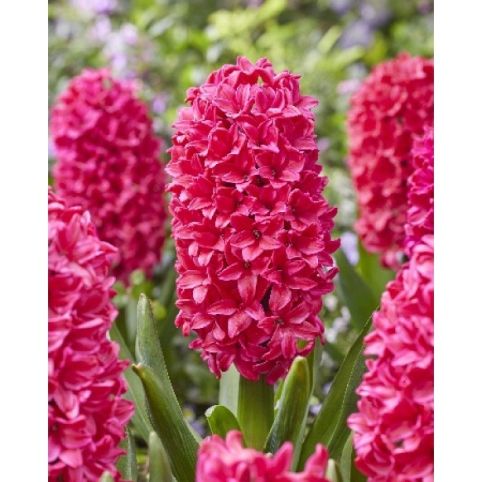 Гиацинт scarlet pearl