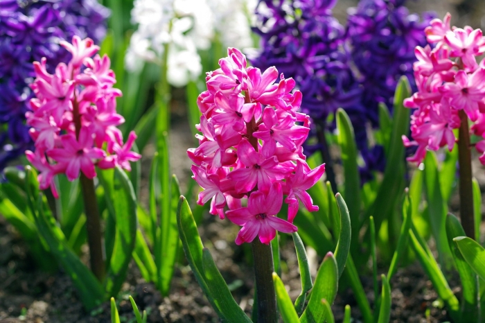 Гиацинт спринг бьюти