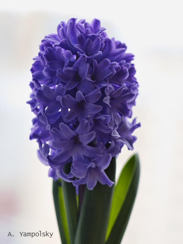 Гиацинт блю айс