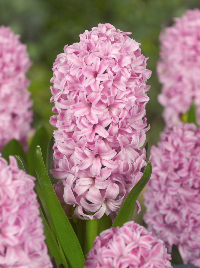 Гиацинт пинк перл