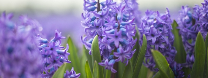 Гиацинт пурпле сенсатион