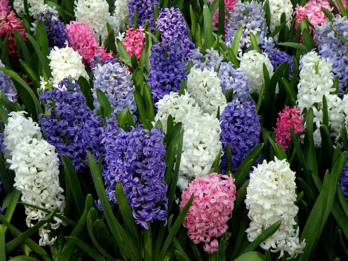 Гиацинт многолетний луковичный