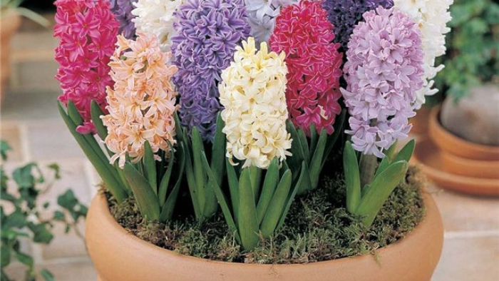 Цветок гиацинт микс