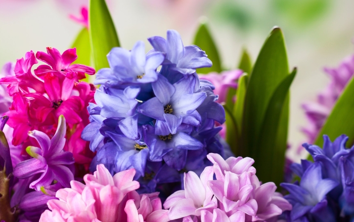 Гиацинт растение