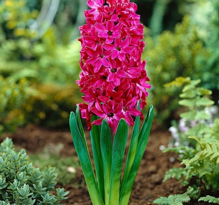 Гиацинт ред мэджик