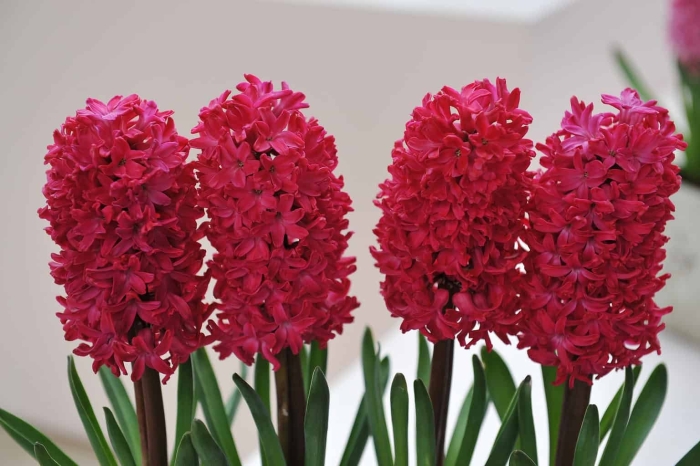 Гиацинт жан босс