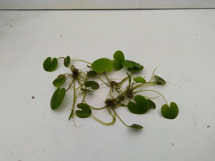 Hydrocotyle leucocephala