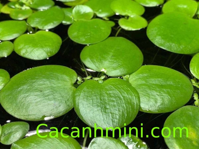 Лимнобиум побегоносный