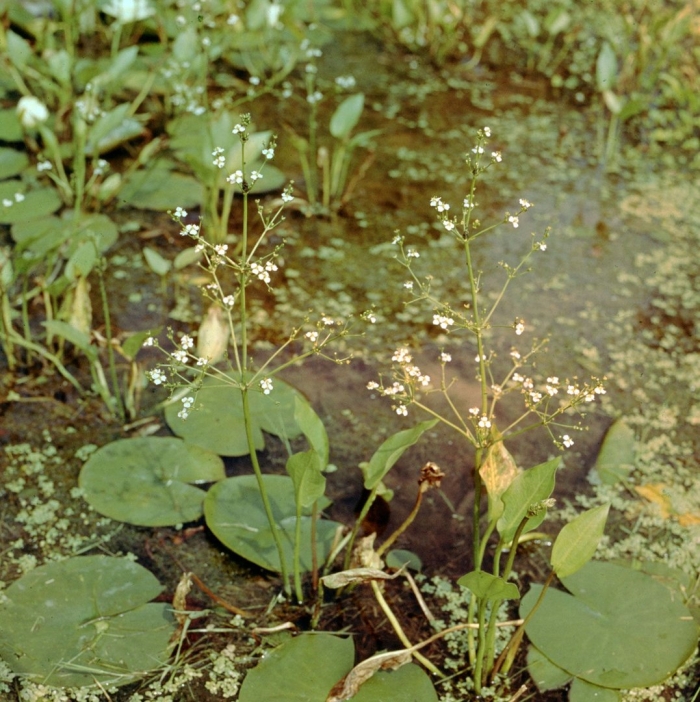 Alisma plantago aquatica