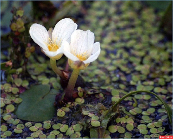 Водокрас обыкновенный