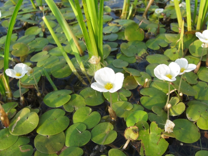 Водокрас лягушачий (hydrocharis morsus-ranae)