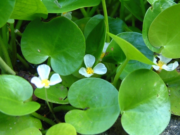 Водокрас лягушачий