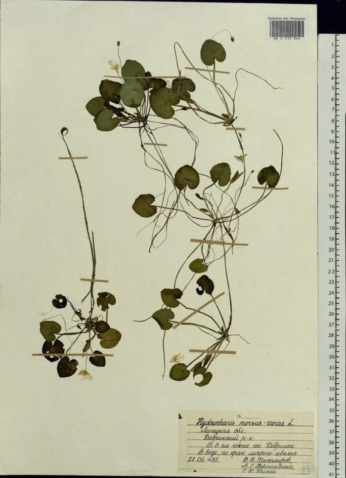 Фиалка топяная болотная