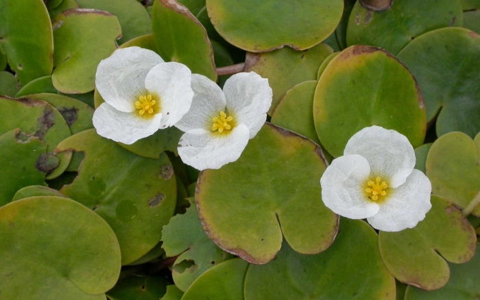 Водокрас лягушачий