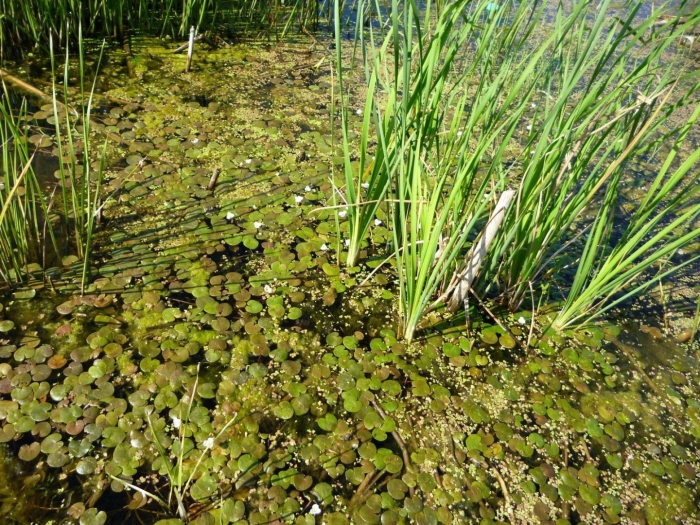 Ряска болотная